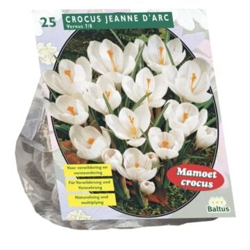 Crocus Grootbloemig, Wit per 25