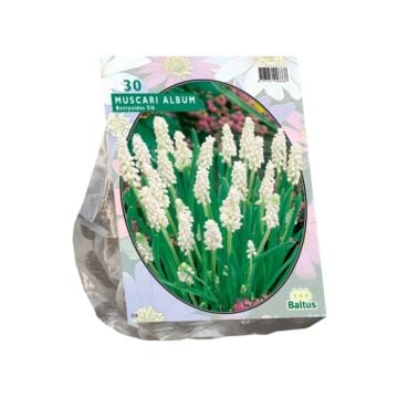 Muscari Botryoides Album per 30
