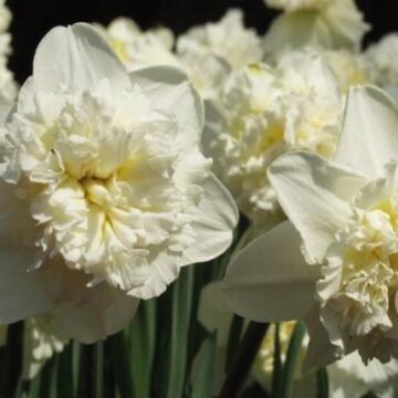 Narcis Ice King per 15
