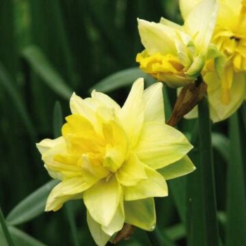 Narcis Golden Ducat per 15