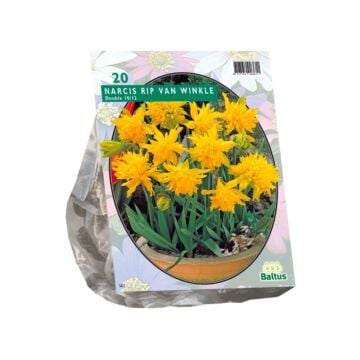 Narcis Mini Rip van Winkle per 20 Narcis Mini Rip van Winkle per 20