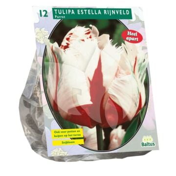 Tulipa estella rijnveld 12st