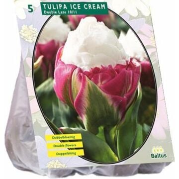 Tulipa ice cream 5st