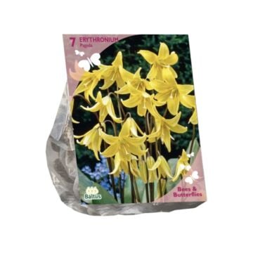 Bees & Butterflies - Erythronium per 7