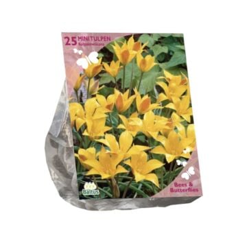 Bees & Butterflies - Tulipa Kolpakowskiana per 25