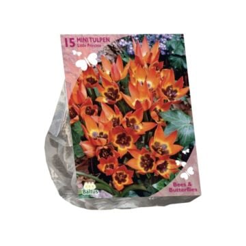 Bees &amp; Butterflies - Tulipa Little Princess per 15