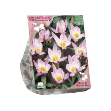 Bees &amp; Butterflies - Tulipa Pulchella Humillis per 15