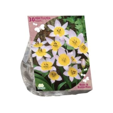 Bees & Butterflies - Tulipa Saxatilis per 30