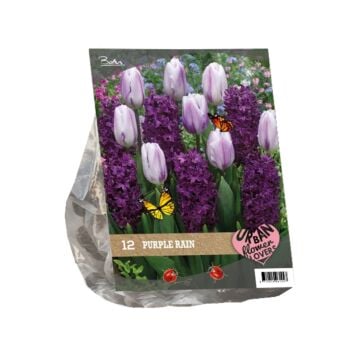 Urban Flowers - Purple Rain per 12