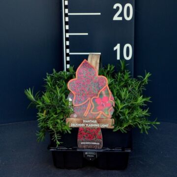 Steenanjer - Dianthus Delt. 'Flashing Light'
