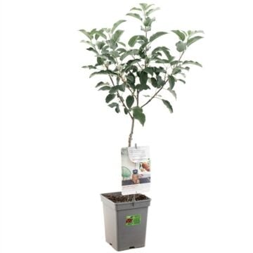 Elstar appel - Malus domestica 'Elstar' 18cm