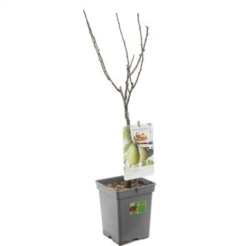 Handperenboom - Pyrus communis 'Beurre Hardy'