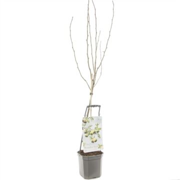 Handpeer - Wonder tree Doyenne du Comice