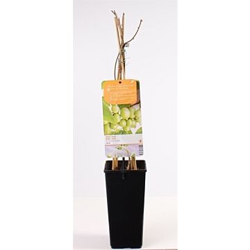 Mini kiwi - Actinidia arguta 'Issai'