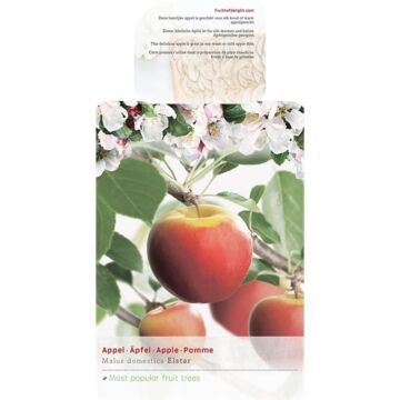 Elstar appel - Malus domestica 'Elstar' 31cm