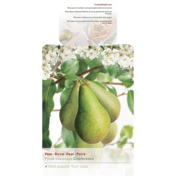 Perenboom - Pyrus communis 'Conference' 27cm