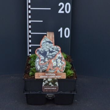 Mossteenbreek - Saxifraga arendsii 'Carpet White'