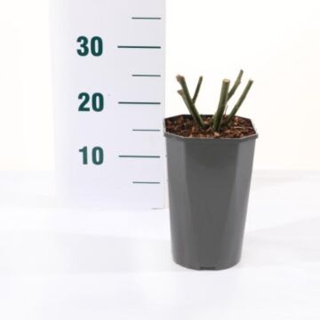 Rosa 'Black Baccara'®