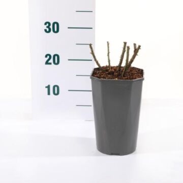 Rosa 'Rose De Rescht'