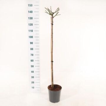 Rosa 'Rose Meilove'® Stam 60cm Rosa 'Rose Meilove'® Stam 60cm