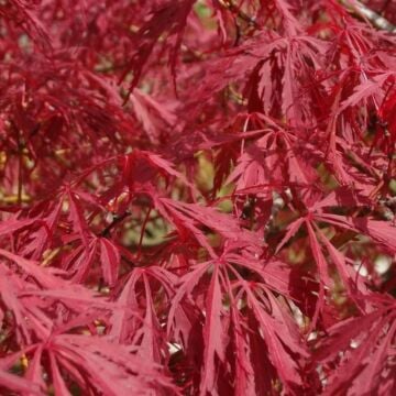 Japanse Esdoorn - Acer palmatum Atropurpureum
