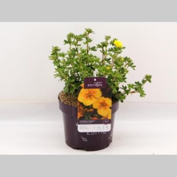 Potentilla 'Citrus Tart'®