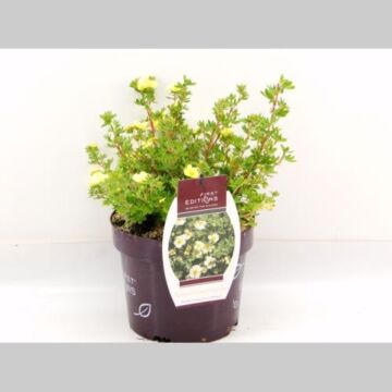 Potentilla 'Lemon Meringue' ®
