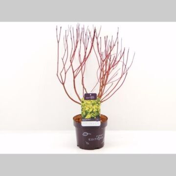 Cornus alba 'Neon Brust'®