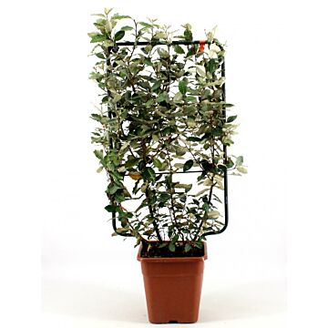 Elaeagnus ebb. 'Compacta'