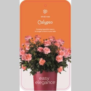 Rosa 'Calypso'®
