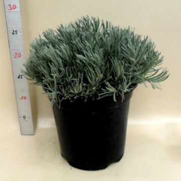 Helichrysum Italicum Ø18 Bush