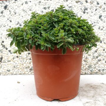 Oregano Ø18 cm Bush