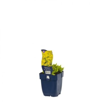 Vetkruid - Sedum Acre 'Yellow Queen'