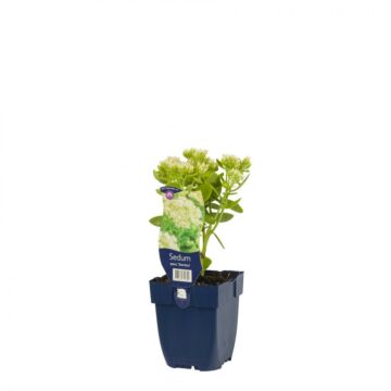 Hemelsleutel - Sedum spectabile 'Star Dust'