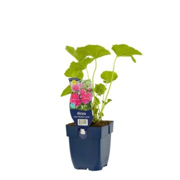 Stokroos - Alcea Rosea 'Pleniflora' Rose