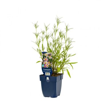 Meisjesogen - Coreopsis rosea 'American Dream'