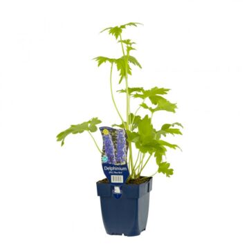 Ridderspoor - Delphinium (P) 'Blue Bird' Ridderspoor - Delphinium (P) 'Blue Bird'