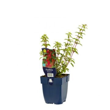 Bellenplant - Fuchsia 'Riccartonii'