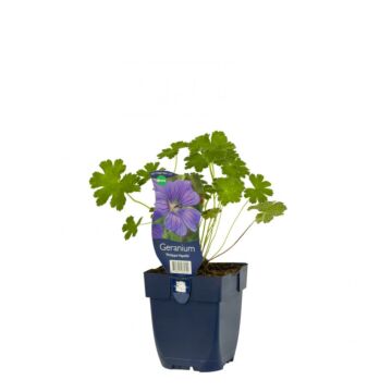 Ooievaarsbek - Geranium 'Philippe Vapelle'