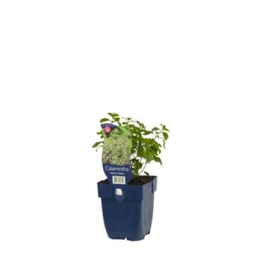 Steentijm - Calamintha Nepeta Ssp. Nepeta