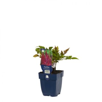 Pluimspirea - Astilbe chin. 'Purpurkerze' Pluimspirea - Astilbe chin. 'Purpurkerze'