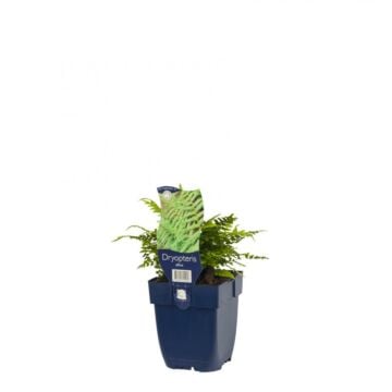 Geschubde mannetjesvaren - Dryopteris affinis