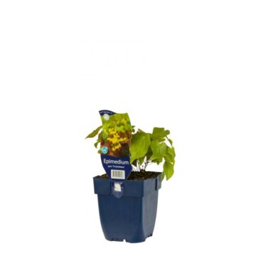 Elfenbloem - Epimedium perralch. 'Frohnleiten'