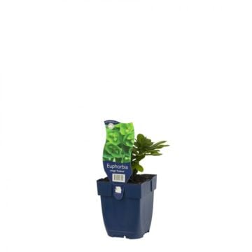 Amandelwolfsmelk - Euphorbia amygd. 'Robbiae'