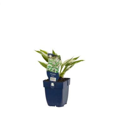 Hartlelie - Hosta 'Patriot'