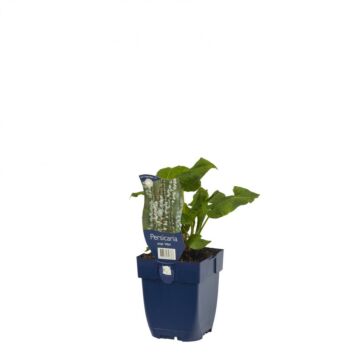 Duizendknoop - Origanum 'Alba'