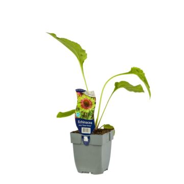 Zonnehoed - Echinacea Purp. 'Green Twister'