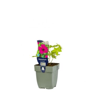 Ooievaarsbek - Geranium 'Ann Folkard'