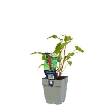 Duizendknoop - Origanum 'Blackfield'