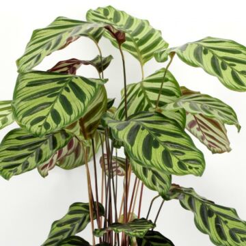 Calathea Makoyana - 75CM